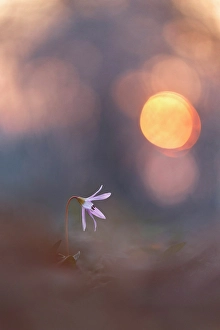 Barro Prints: Dog's tooth violet (Erythronium dens-canis)