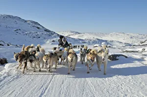 Dogsled tour to Ilulissat, Greenland