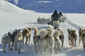 Images Dated 3rd November 2014: Dogsled tour to Ilulissat, Greenland
