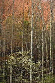 Habitats Prints: Dogwood and forest with waning evening light