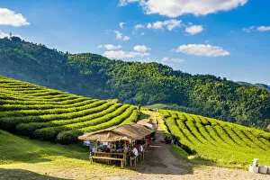Agricolture Gallery: Doi Mae Salong tea plantation, Chiang Rai, Thailand