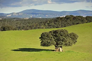 Images Dated 29th January 2013: Dolmen and cork tree at Portalegre. Alentejo, Portugal