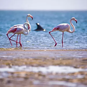 Images Dated 12th October 2017: Dolphin and Flamingos at Walvis Bay, Namibia, Africa