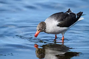 Seabirds Prints: Dolphin gull (Leucophaeus scoresbii), Saunders Island, West Falkland, Falkland Islands