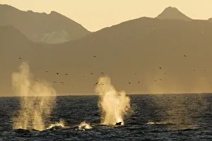 Dolphin Prints: dolphin leaps in whale blow, Svalbard, Norway