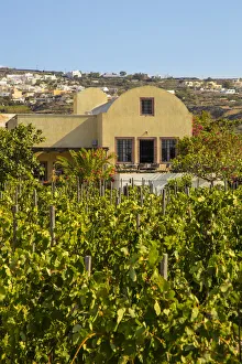 Images Dated 1st July 2016: Domaine Sigalas winery, Santorini (Thira), Cyclades Islands, Greece
