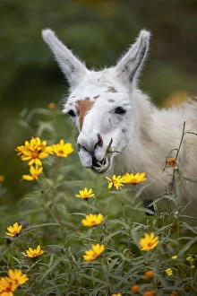 Images Dated 8th July 2021: A domestic llama eating grass at the 'Parador El Maray'