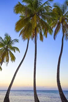 Images Dated 31st July 2012: Dominican Republic, Samana Peninsula, Beach at Las Terrenas