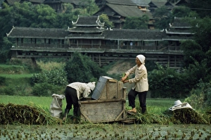 Workers Prints: Dong women thresh rice near Chengyang Village