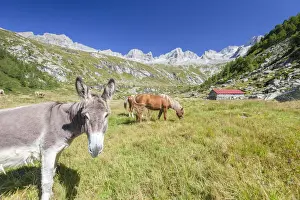 Val Masino Prints: Donkey and horses in the green pastures of Porcellizzo Valley Masino Valley Valtellina