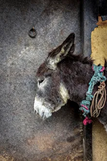 Donkey Prints: Donkey at leather tannery, Fez, Morocco