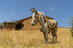 A donkey near an adobes house. Shilla, Ancash, Andes, Peru