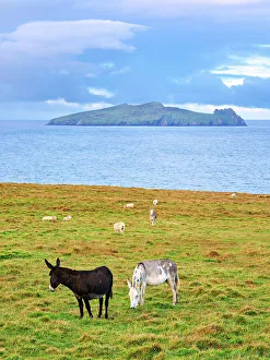 Donkey Prints: Donkeys with Blasket Islands in the background