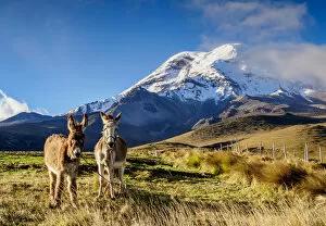 Images Dated 14th July 2018: Donkeys and Chimborazo Volcano, Chimborazo Province, Ecuador