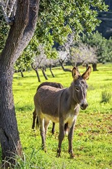 Donkeys on a farm near Ses Rotgetes de Canet, Mallorca, Balearic Islands, Spain