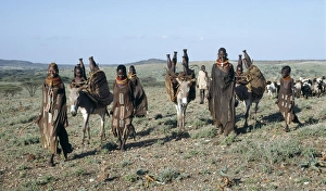 Donkeys are indispensable beast of burden