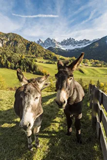 Two donkeys with Odle Dolomites peaks on the background. Santa Maddalena, Funes, Bolzano