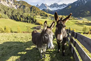 Two donkeys with Odle Dolomites peaks on the background. Santa Maddalena, Funes, Bolzano Two donkeys with Odle Dolomites peaks on the background. Santa Maddalena, Funes, Bolzano