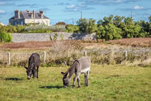 Manche Prints: Donkeys in a pasture, Gatteville-le-Phare, Manche, Normandy, France
