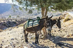 Donkeys take shelter from the sun under a tree in Folegandros, Cyclades Islands, Greece