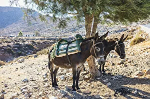 Donkeys take shelter from the sun under a tree in Folegandros, Cyclades Islands, Greece Donkeys take shelter from the sun under a tree in Folegandros, Cyclades Islands, Greece