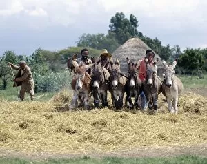 African Agriculture Gallery: Donkeys trample corn to remove the grain in a typical