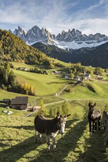 Images Dated 23rd February 2016: Two donkeys with the village and Odle Dolomites peaks on the background. Santa Maddalena