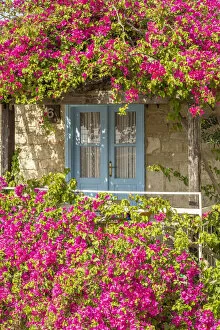 Images Dated 8th July 2021: Door framed by colourful flowers in Tochni, Limassol, District, Cyprus