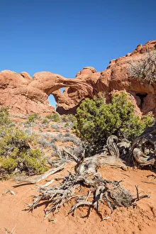 Dead Tree Prints: Double Arch, Arches National Park, Utah, USA