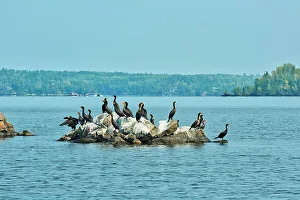 Double-crested cormorant (Phalacrocorax auritus) on an island in the Lake of the Woods Ontario Lake of the Woods District Canada