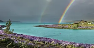 Lakeside Prints: Double rainbow in Tekapo lake with the lupins in bloom and the church of the Good