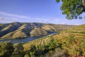 Images Dated 10th November 2020: The Douro river and the terraced vineyards near Folgosa do Douro, Alto Douro