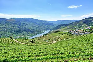 North Region Prints: The Douro river valley with a tourism boat and the terraced vineyards