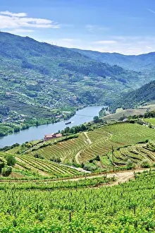 North Region Prints: The Douro river valley with a tourism boat and the terraced vineyards