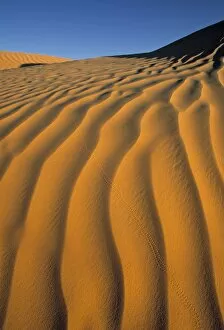 Sahara Desert Gallery: Douz, Sahara
