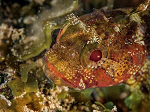 Underwater Prints: Downy Blenny (Gobioclinus kalisherae), Grand Cayman, Cayman Islands, British West Indies