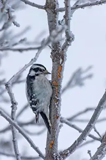 Downy woodpecker (Dryobates pubescens) feeding on dying spruce tree Winnipeg, Manitoba, Canada