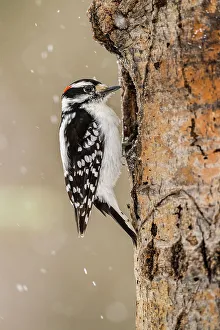 Woodlands Prints: Downy woodpecker (Picoides pubescens), Greater Sudbury, Ontario, Canada
