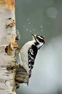 Biological Prints: Downy woodpecker (Picoides pubescens) Male at winter feeder