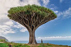 Lone Tree Prints: Dragon Tree, Los Realejos, Tenerife, Canary Islands, Spain