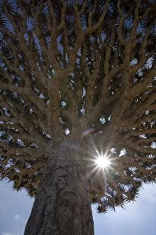 Yemen Collection: Dragonblood tree (Dracaena Cinnabari)