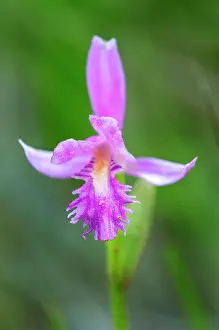 Bruce Peninsula Prints: Dragon's Mouth Orchid (Arethusa bulbosa) Bruce Peninsula National Park