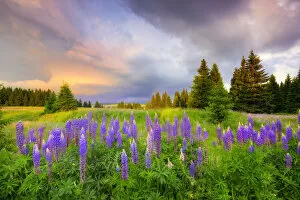Dramatic sky over blomming lupine meadow, Erzgebirge, Ore Mountains, Saxony, Germany