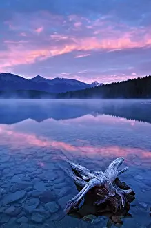 Patricia Lake Prints: drfitwood and pink clouds reflected in calm waters of Patricia Lake at dawn