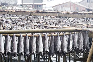 Norvegian Prints: Dried cod in Lofoten Islands, Norway