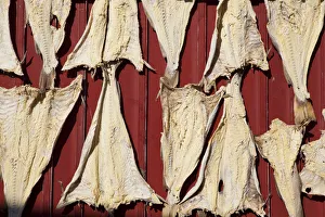 No One Prints: Dried Cod, Moskenes, Moskenesoy, Lofoten, Nordland, Norway