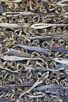 No One Prints: Dried Cod, stacked and ready for export, Moskenes, Moskenesoy, Lofoten, Nordland, Norway