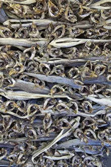 Preserved Gallery: Dried Cod, stacked and ready for export, Moskenes, Moskenesoy, Lofoten, Nordland, Norway