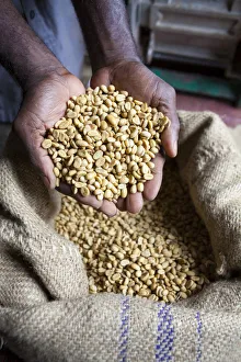 Images Dated 25th September 2012: Dried Coffee Beans, Marley Coffee plantation, Blue Mountains, Portland Parish, Jamaica