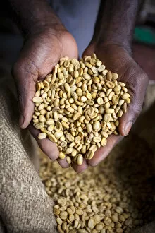 Images Dated 25th September 2012: Dried Coffee Beans, Marley Coffee plantation, Blue Mountains, Portland Parish, Jamaica